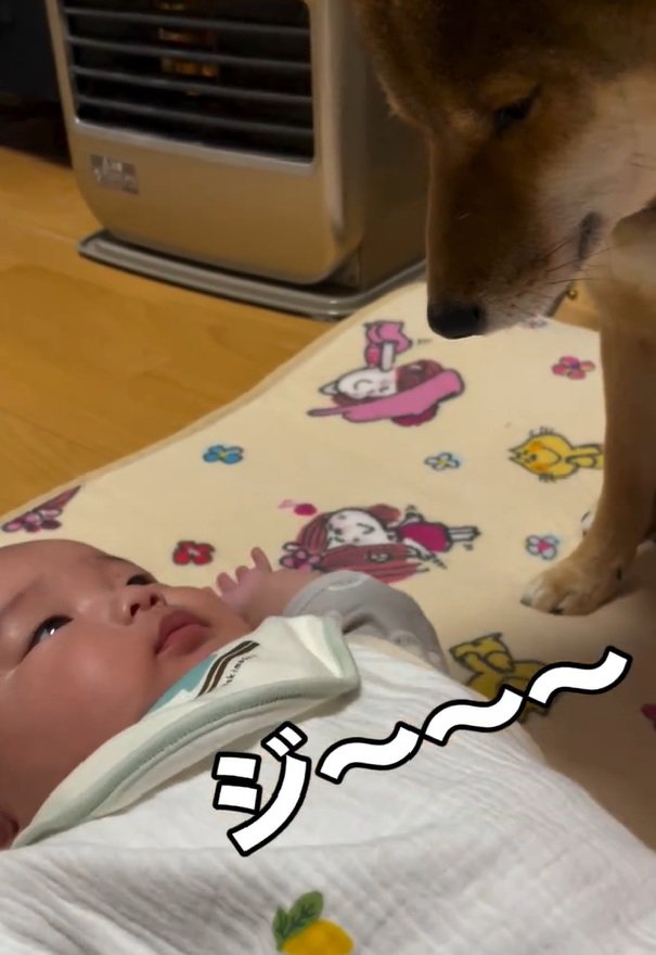 息子さんを見つめるきなこちゃん5