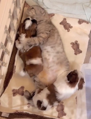 子犬を前脚で抱える猫