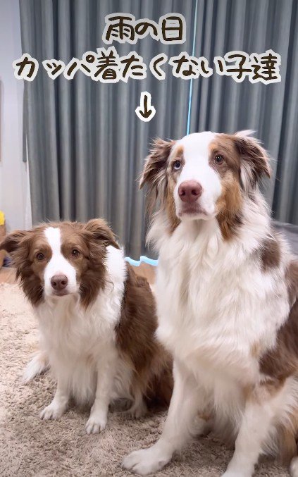 カッパを着せようとしたら…