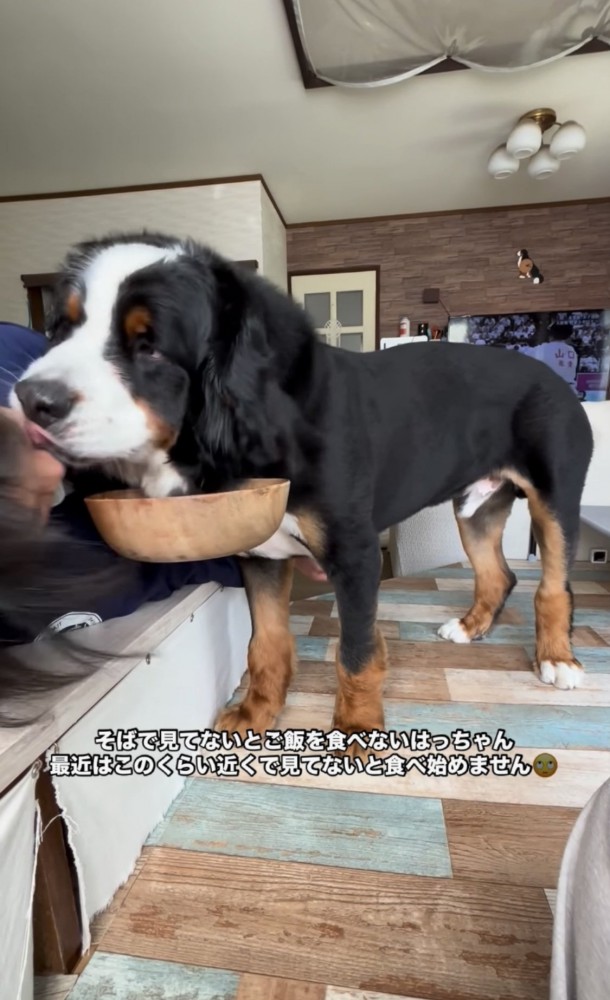 飼い主の顔を舐める犬