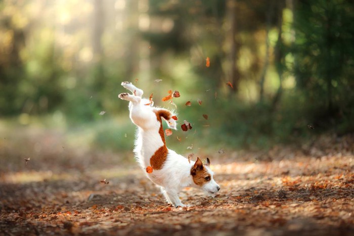 落ち葉の上で逆立ちをしている犬