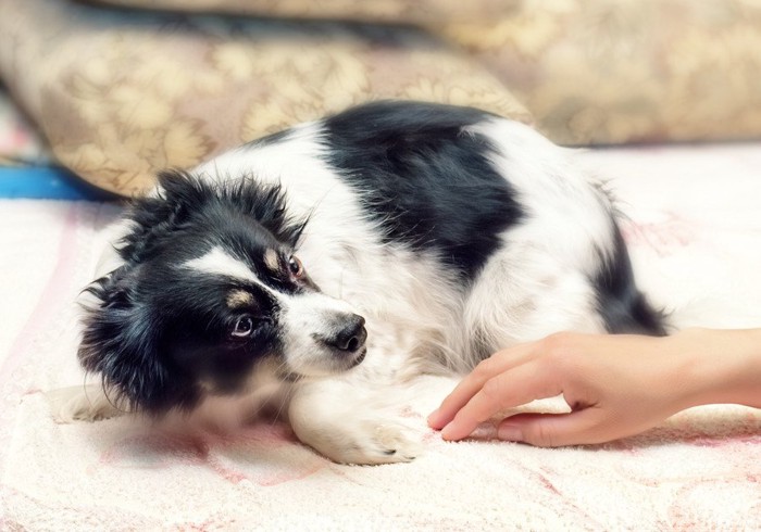 触られたくない犬