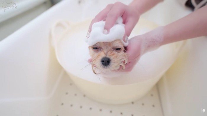 シャンプーもいい気持ち…