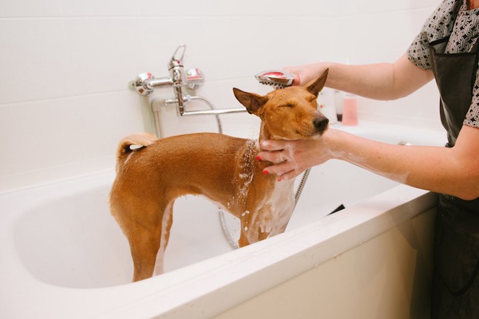 目を閉じてシャワーを浴びている犬