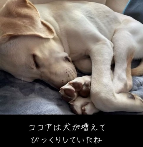 丸まって寝ている犬