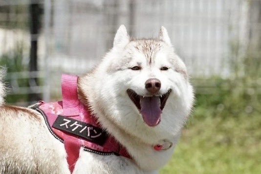 ハスキー