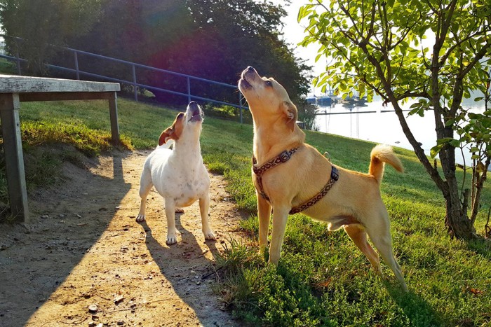 犬2匹で遠吠え