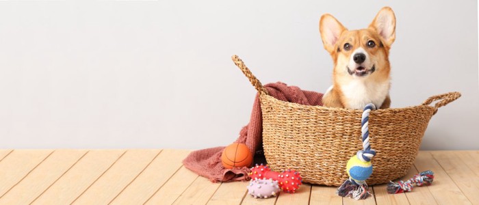 おもちゃ箱の中に入る犬