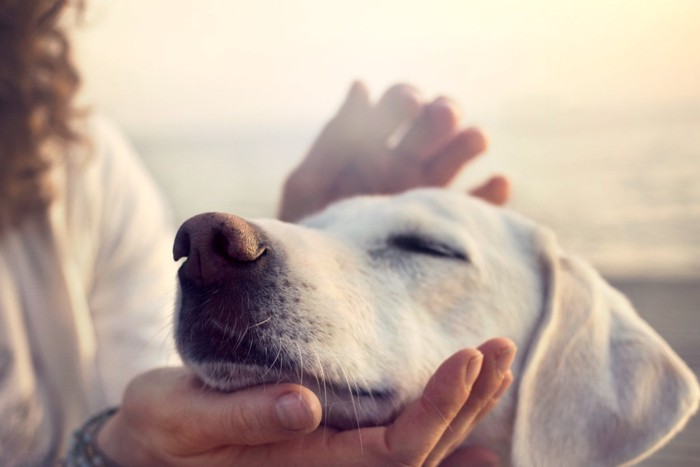 手のひらに顎を乗せる犬