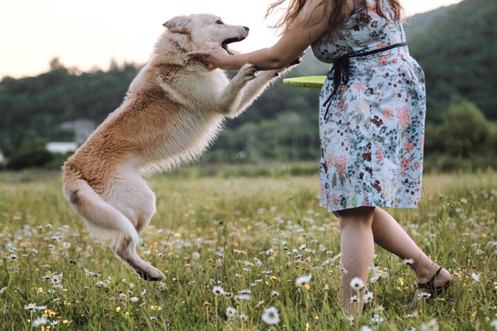 遊びに誘う犬