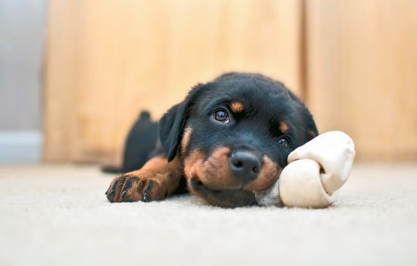 おもちゃを噛む子犬