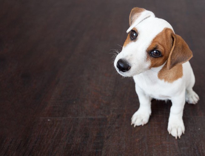 見つけてくるジャックラッセルテリアの子犬