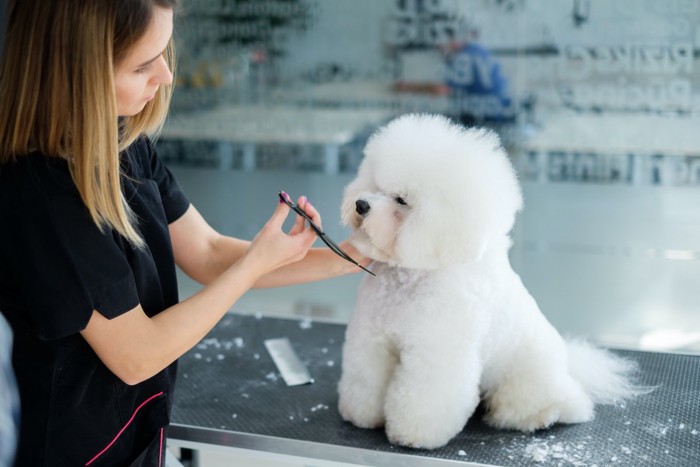 カットされる犬