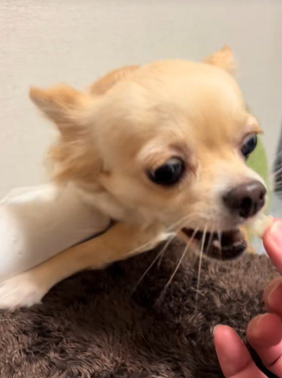 トイレットペーパーを守るジョルノちゃん7