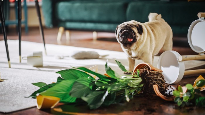 植木鉢を倒した犬