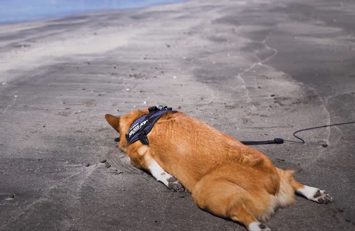 うつ伏せになる犬