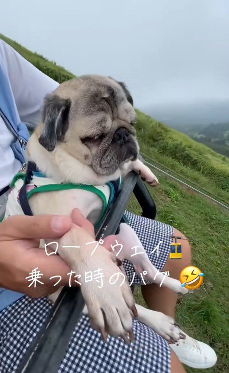 リフトに乗るデビちゃん2