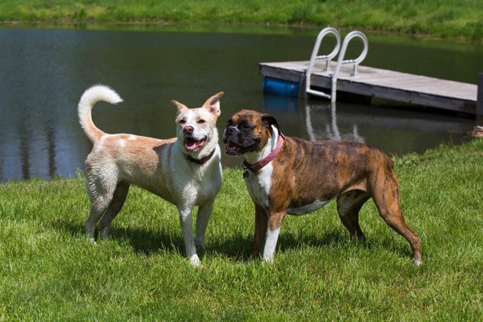 雑種犬と純血種のボクサー