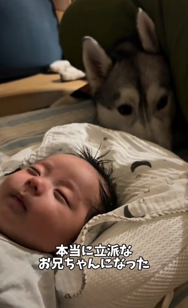 寝ている赤ちゃんを見守る大型犬