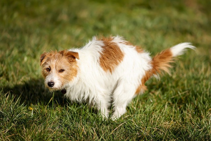 排便のポーズ、茶白の犬