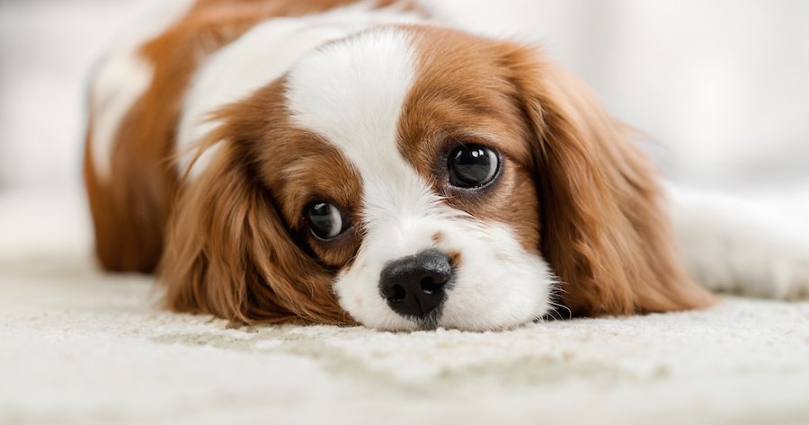 カーペットの上に寝そべるスパニエル犬