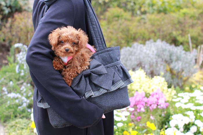 犬を新幹線に乗せるときの注意点