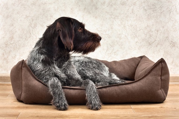 自分のベッドでくつろぐ横を向いた犬