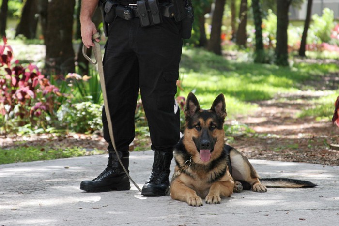 警察と警察犬