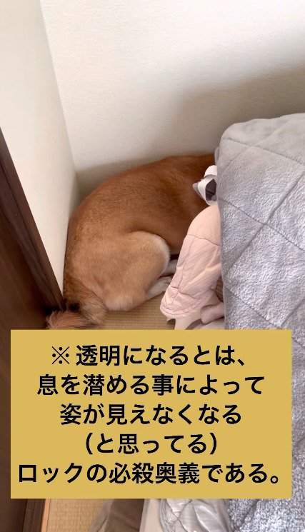 部屋の隅でうずくまる犬