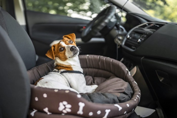 助手席の犬