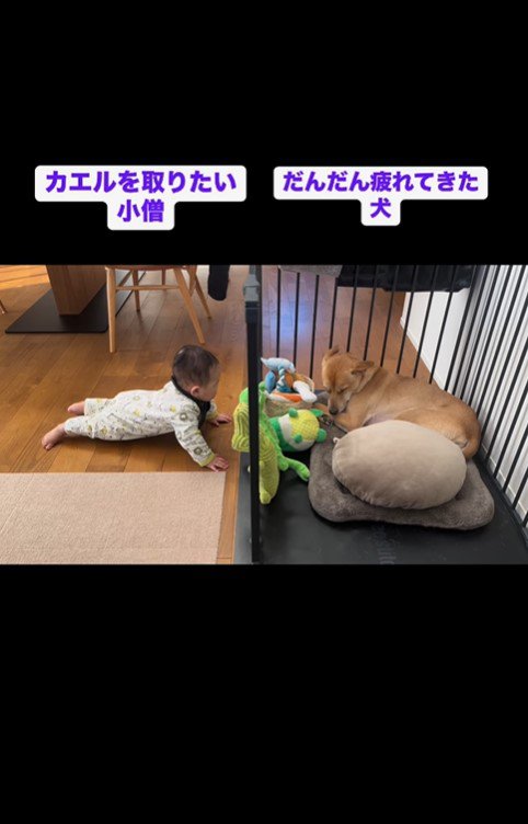 こぶじろう君と赤ちゃん8