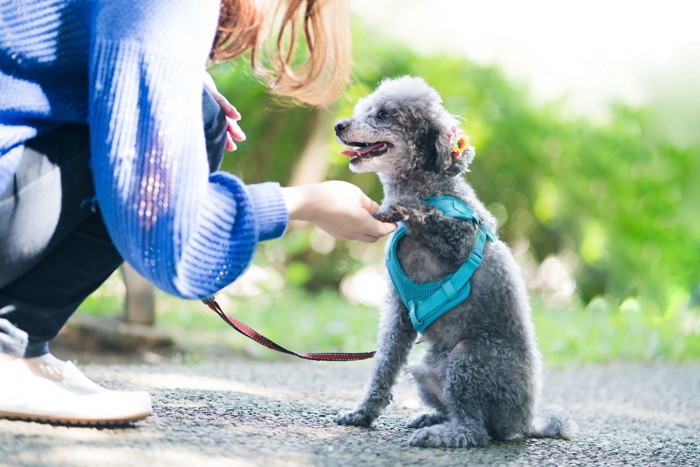 犬との交流