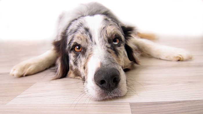 フローリングで伏せをする犬