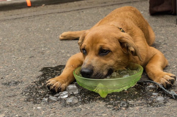 暑くて氷水に顔をつける犬