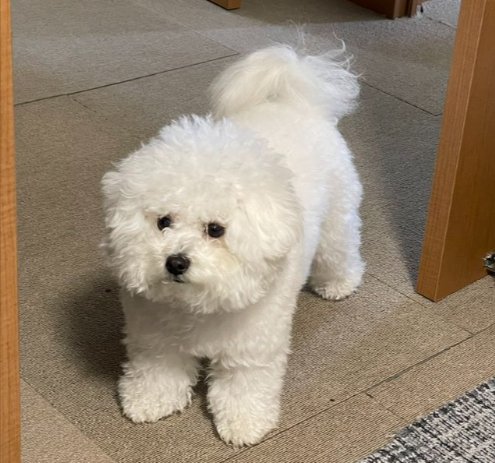 可愛すぎる