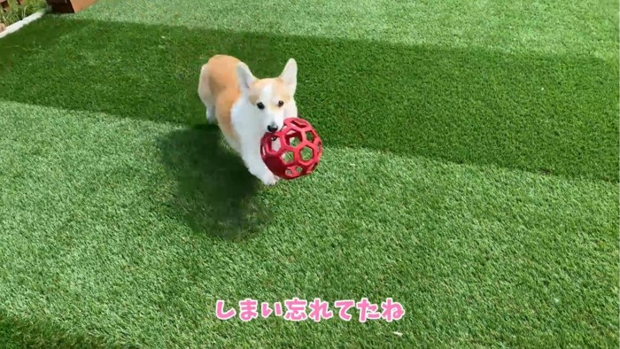 ボールをくわえる犬