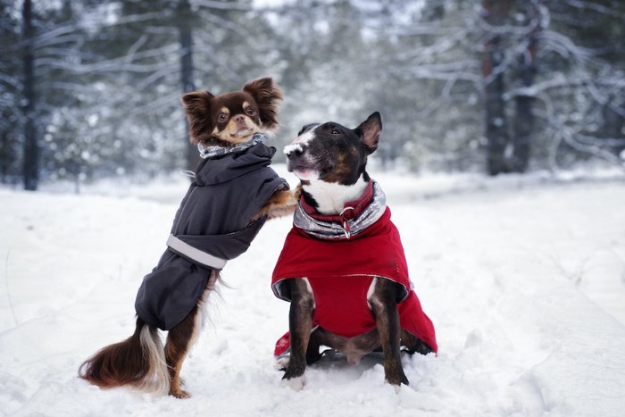 雪の中で冬服を着た2頭の犬