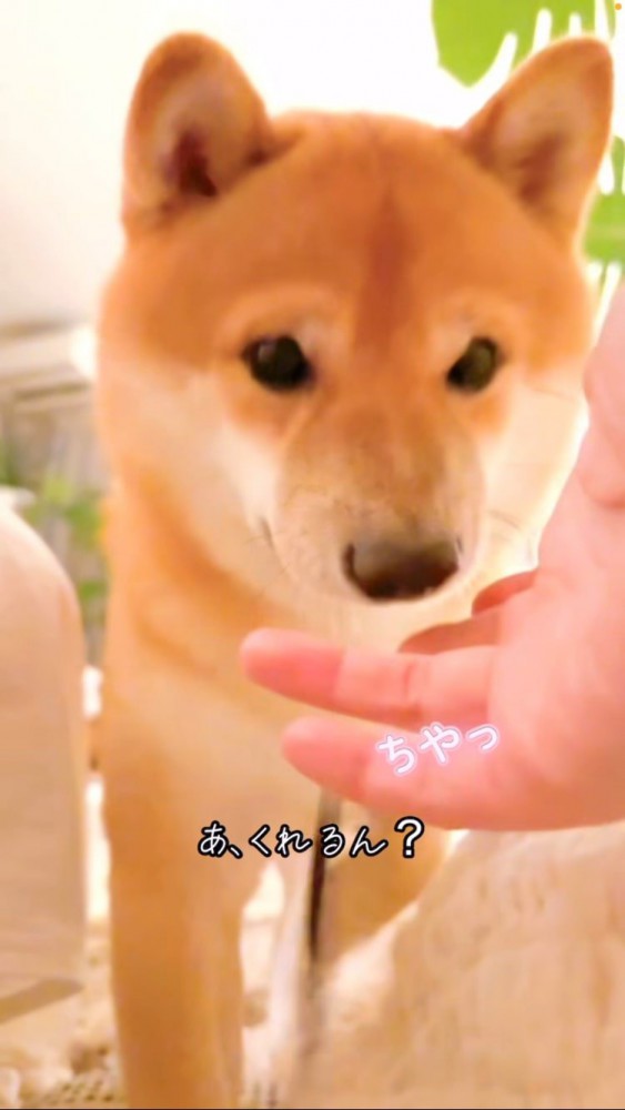 落ちてしまう髪ゴム