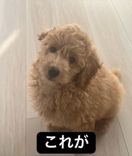 見上げる犬