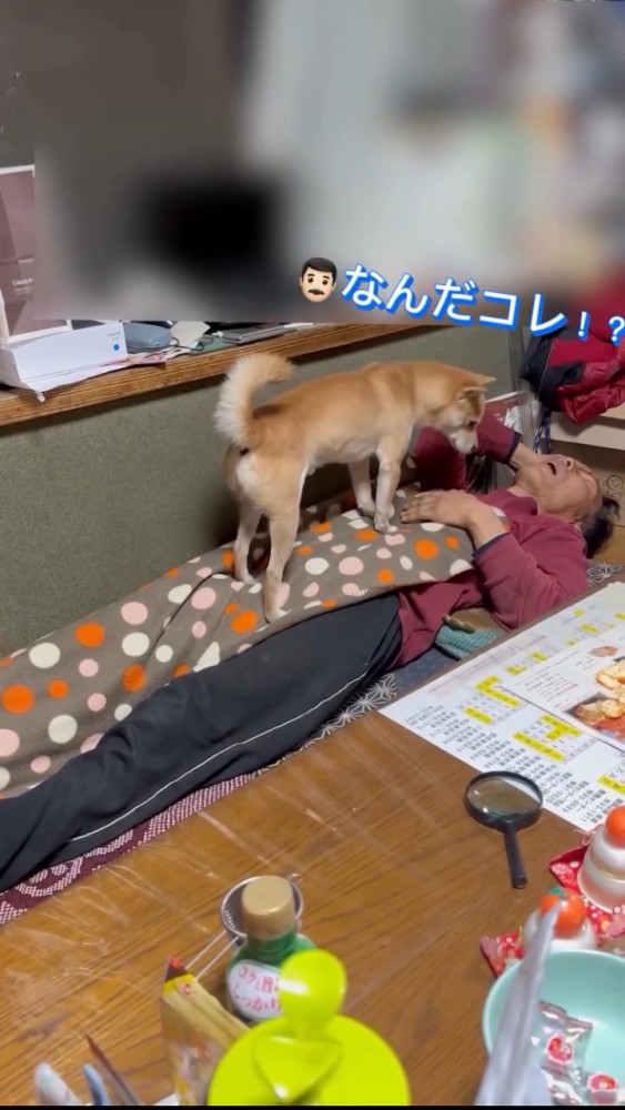犬乗られて「なんだこれ」というお父さん