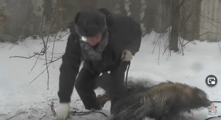 逃げようとする犬