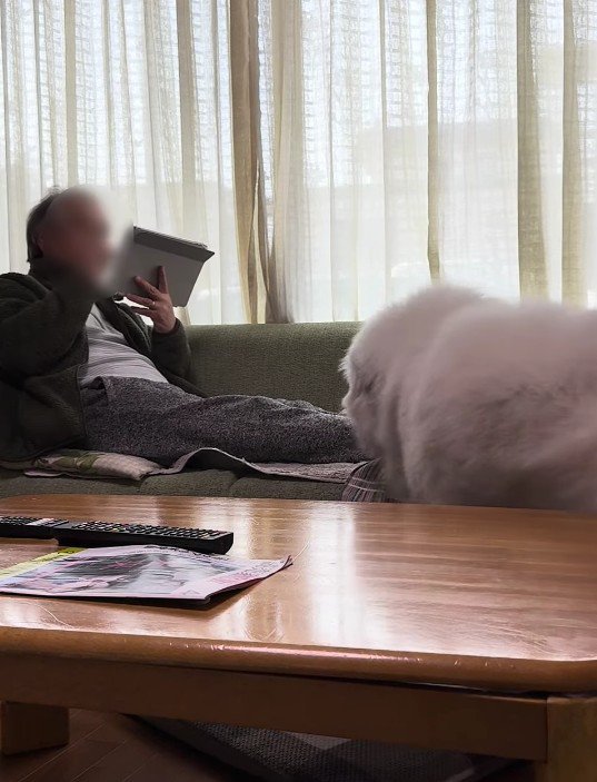 成犬になったドレミちゃん