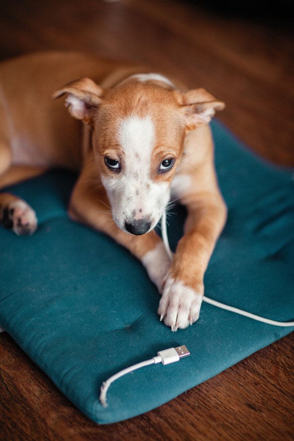 USBケーブルを噛みちぎってしまった犬