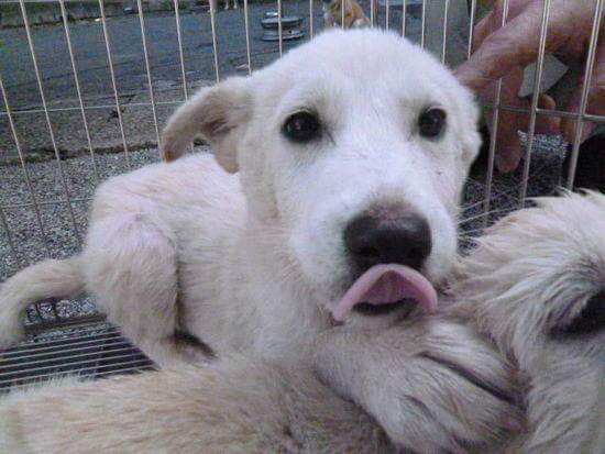 保健所の兄妹犬