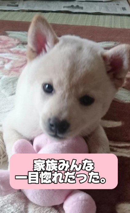 家族全員が一目惚れ