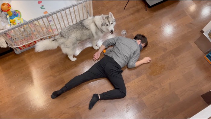 倒れている男性の傍で2階を見上げる犬