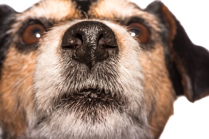 犬の鼻先アップ