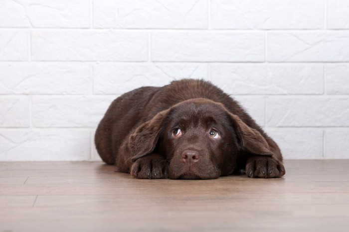 不安そうに伏せる犬