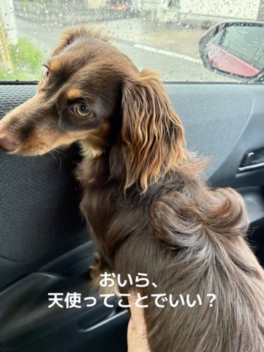 天使のてんちゃんです