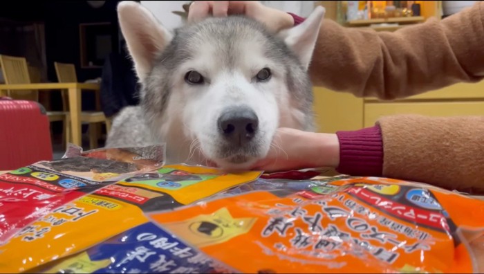 テーブルに並べられたおやつを眺める犬%たくさんのお土産を貰った文太くん♪